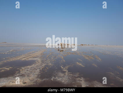 Kamele Karawane mit Salz Bausteine in der danakil Depression, ferne Region, Dallol, Äthiopien Stockfoto