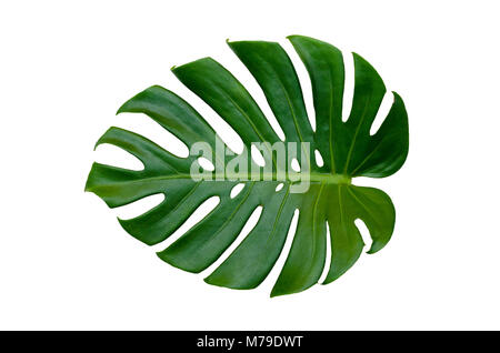 Monstera Blätter Blätter mit Isolieren auf weißem Hintergrund bleibt auf Weiß Stockfoto