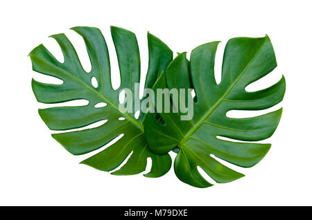 Monstera Blätter Blätter mit Isolieren auf weißem Hintergrund bleibt auf Weiß Stockfoto