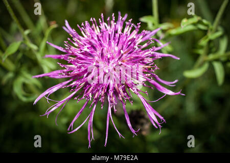 Eine lila blühende Distel auf der abendlichen Landschaft Hintergrund verschwommen. Stockfoto