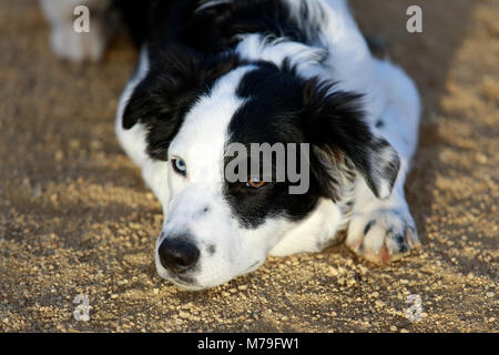 Black & White Border Collie ruht. Stockfoto