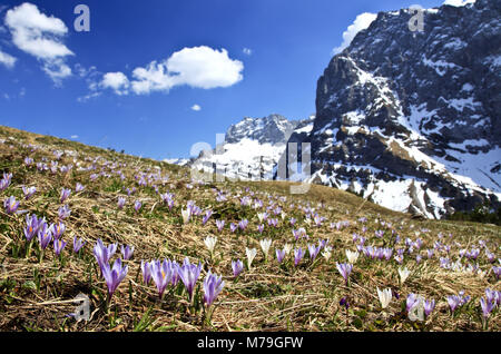 Österreich, Tirol, Karwendelgebirge, Frühling, Krokus Crocus Crocus vernus, Wiese, Stockfoto