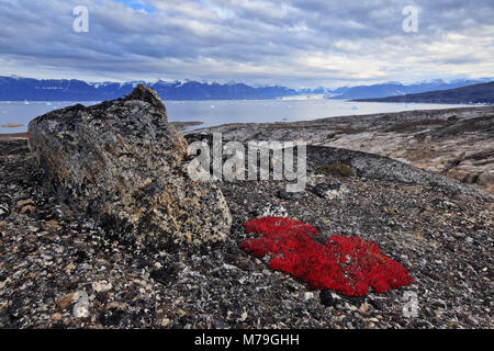 Grönland, Ostgrönland, Scoresbysund, Eisberge, Küstenlandschaft, Berglandschaft, Tundra, Herbst, Stockfoto