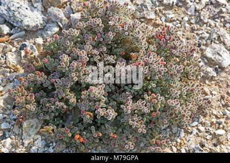 Afrika, Deutsch-Südwest-Afrika, Namibia, Erongo Region, Namib, Namib Wüste, Dorob Nationalpark, Blume, Stockfoto