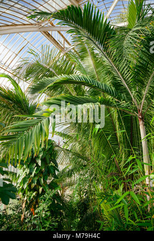 Viktorianische Palm House Gewächshaus Interieur mit exotischen tropischen Bäumen und Pflanzen, Kew Gardens botanischer Garten, im Südwesten von London, UK, UNESCO-Heri Stockfoto