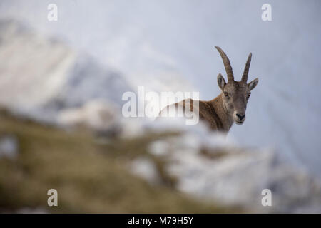 In der Bovski Gamsovec, Julische Alpen, Slowenien Steinbock, Stockfoto