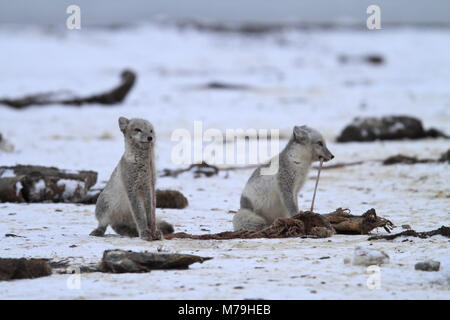 Nordamerika, USA, Alaska, North Alaska, Arktis allgemein Wildlife Refuge, Kaktovik, Polarfüchse, Stockfoto