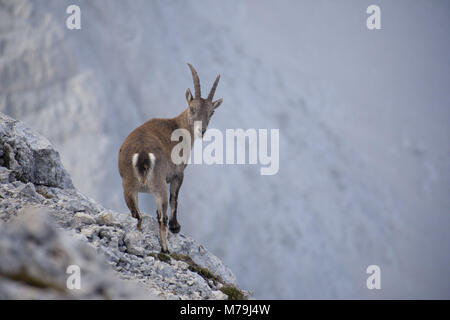 In der Bovski Gamsovec, Julische Alpen, Slowenien Steinbock, Stockfoto