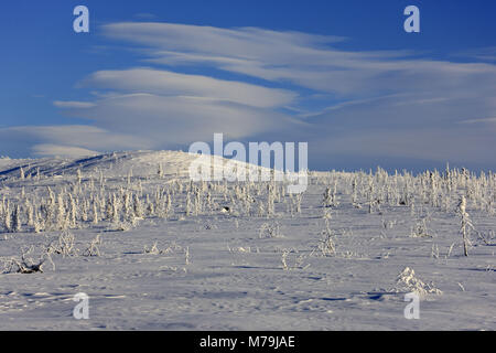 Nordamerika, USA, Alaska, North Alaska, James Dalton Highway, Winterlandschaft, Stockfoto