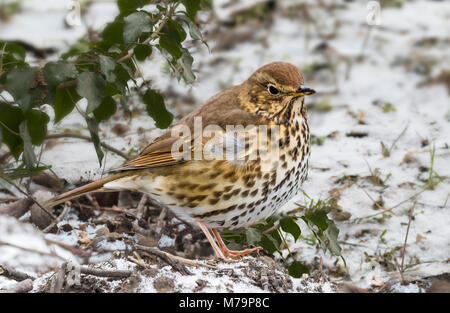 Singdrossel (Turdus philomelos) auf Schnee Boden an einem kalten Tag im Winter in West Sussex, England, UK. Stockfoto