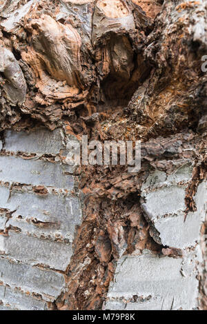 Nahaufnahme von Split Rinde eines Baumes. Beschädigte baum Nahaufnahme zeigt vertauschte Rinde. Stockfoto
