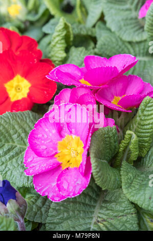 Gemeinsame Primel (Primula vulgaris, Primula acaulis) closeup in Rosa, im frühen Frühling wächst in Großbritannien. Porträt. Stockfoto