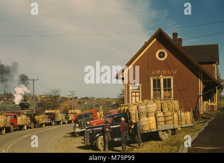 Lastwagen mit Fässern der Kartoffeln benotet und wog Aufgereiht vor der Stärkefabrik, Karibus, Aroostook County, Maine, USA, Jack Delano für die Farm Security Administration - Office of War Information, Oktober 1940. Stockfoto