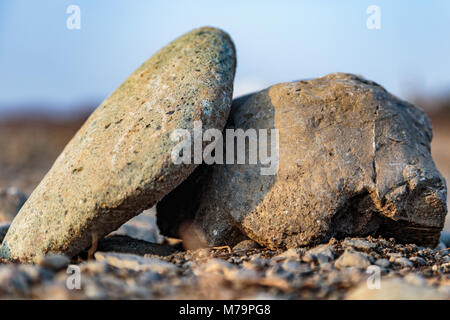 Ein paar große Steine Rest unter den kleineren Kieselsteinen entlang der Sagami River in der Nähe von Ebina in Kanagawa, Japan Stockfoto