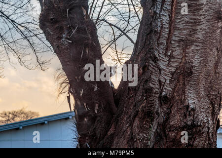 Eine streunende Katze Spitzen zwischen den geteilten Stamm eines Baumes in einem Park in Ebina, Japan. Stockfoto