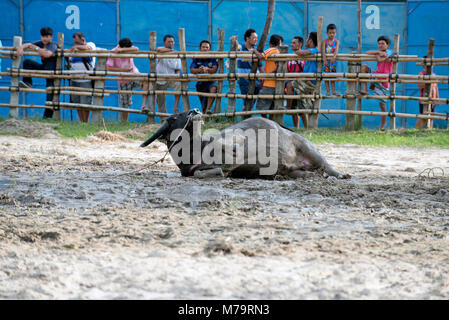 Thailand, kämpfenden Büffel (Bubalus bubalis"), die Vorbereitung vor dem Kampf, bull Rollen in den Mut Stockfoto