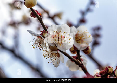 Weiß pflaume Blüten füllen die Bäume Ende Februar in Japan. Pflaumen sind eine der ersten Obstbäume in Japan zu blühen, die Signalisierung im kommenden Frühjahr. Stockfoto