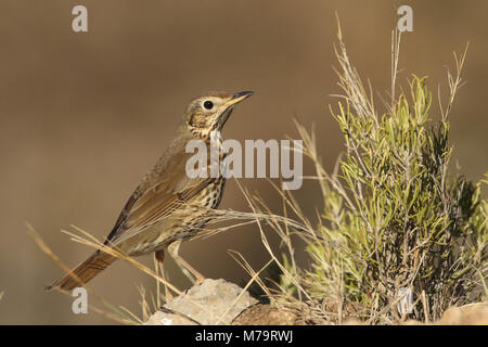 - Singdrossel Turdus philomelos Stockfoto