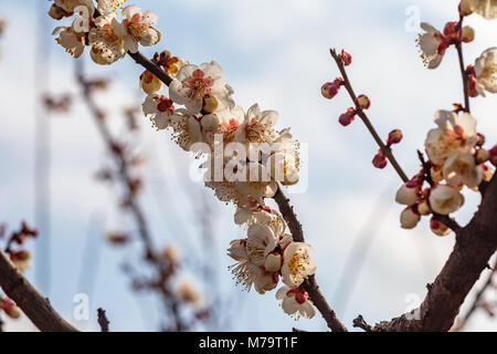 Weiß pflaume Blüten füllen die Bäume Ende Februar in Japan. Pflaumen sind eine der ersten Obstbäume in Japan zu blühen, die Signalisierung im kommenden Frühjahr. Stockfoto