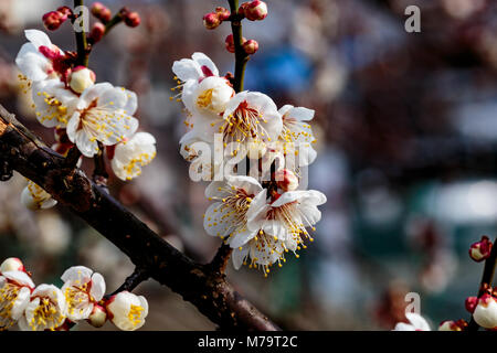 Weiß pflaume Blüten füllen die Bäume Ende Februar in Japan. Pflaumen sind eine der ersten Obstbäume in Japan zu blühen, die Signalisierung im kommenden Frühjahr. Stockfoto