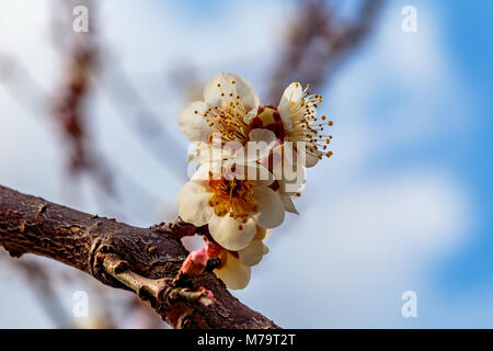 Weiß pflaume Blüten füllen die Bäume Ende Februar in Japan. Pflaumen sind eine der ersten Obstbäume in Japan zu blühen, die Signalisierung im kommenden Frühjahr. Stockfoto