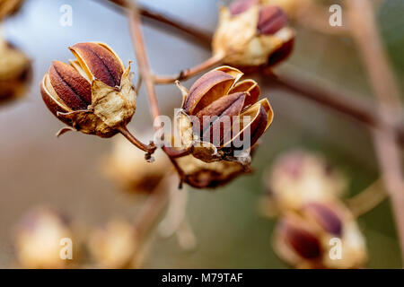 Ein Makro geschossen von kleinen, trockenen Hibiscus Samenkapseln auf den Ästen eines Baumes im späten Winter Stockfoto