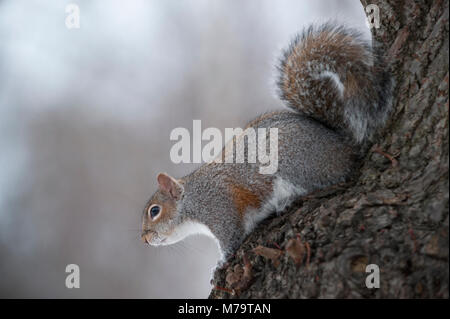 Graue Eichhörnchen oder Östliche Grauhörnchen (Sciurus carolinensis), im Baum im Winter, Regents Park, London, Vereinigtes Königreich Stockfoto