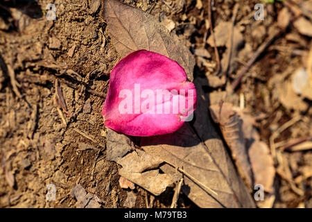 Ein gefallener Camellia Blume Blütenblatt liegt auf ein totes Blatt im Winter. Camellia Bäume blühen das ganze Jahr über. Stockfoto