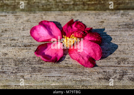 Ein gefallener Camellia Blume ruht auf einer Parkbank in Zama, Japan Stockfoto