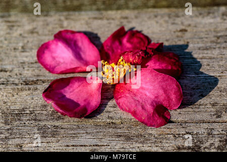 Ein gefallener Camellia Blume ruht auf einer Parkbank in Zama, Japan Stockfoto