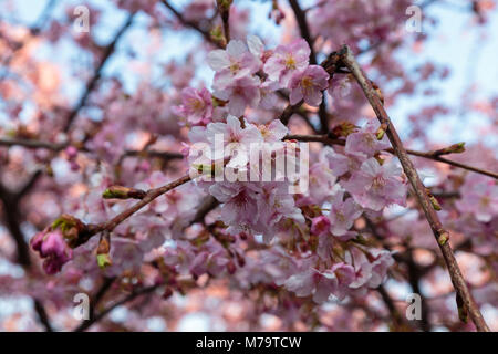 Leuchtend rosa Pflaume Blüten füllen die Bäume Ende Februar in Japan. Pflaumen sind eine der ersten Obstbäume in Japan zu blühen, die Signalisierung der kommenden spr Stockfoto