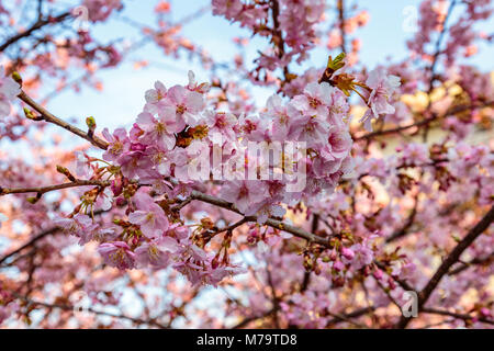 Leuchtend rosa Pflaume Blüten füllen die Bäume Ende Februar in Japan. Pflaumen sind eine der ersten Obstbäume in Japan zu blühen, die Signalisierung der kommenden spr Stockfoto