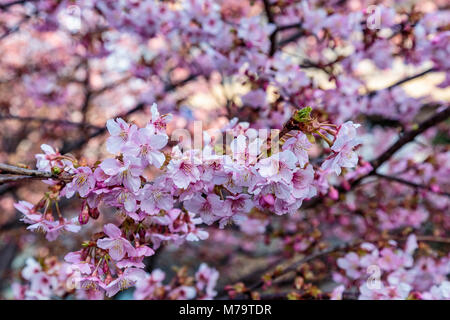 Leuchtend rosa Pflaume Blüten füllen die Bäume Ende Februar in Japan. Pflaumen sind eine der ersten Obstbäume in Japan zu blühen, die Signalisierung der kommenden spr Stockfoto