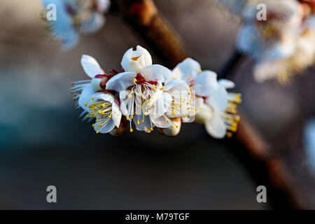 Weiß pflaume Blüten füllen die Bäume Ende Februar in Japan. Pflaumen sind eine der ersten Obstbäume in Japan zu blühen, die Signalisierung im kommenden Frühjahr. Stockfoto