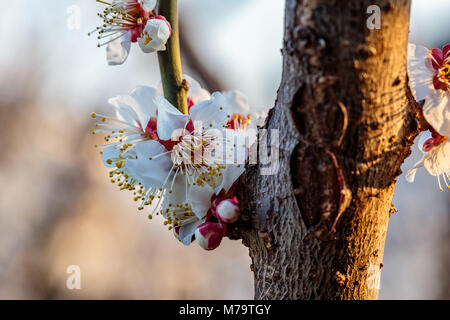 Weiß pflaume Blüten füllen die Bäume Ende Februar in Japan. Pflaumen sind eine der ersten Obstbäume in Japan zu blühen, die Signalisierung im kommenden Frühjahr. Stockfoto