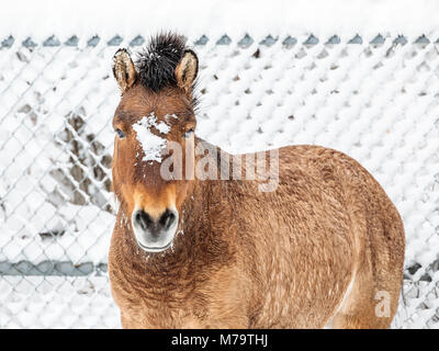 Die Przewalski-pferde oder Dzungarian, Equus ferus Przewalskii, eine Seltene, gefährdete Wild Horse, Assiniboine Park Zoo, Winnipeg, Manitoba, Kanada. Stockfoto