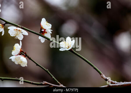 Weiß pflaume Blüten füllen die Bäume Ende Februar in Japan. Pflaumen sind eine der ersten Obstbäume in Japan zu blühen, die Signalisierung im kommenden Frühjahr. Stockfoto