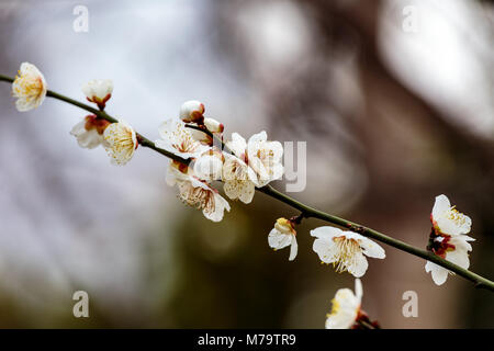 Weiß pflaume Blüten füllen die Bäume Ende Februar in Japan. Pflaumen sind eine der ersten Obstbäume in Japan zu blühen, die Signalisierung im kommenden Frühjahr. Stockfoto