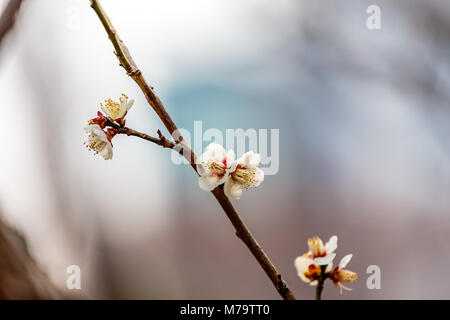 Weiß pflaume Blüten füllen die Bäume Ende Februar in Japan. Pflaumen sind eine der ersten Obstbäume in Japan zu blühen, die Signalisierung im kommenden Frühjahr. Stockfoto