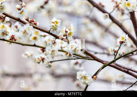 Weiß pflaume Blüten füllen die Bäume Ende Februar in Japan. Pflaumen sind eine der ersten Obstbäume in Japan zu blühen, die Signalisierung im kommenden Frühjahr. Stockfoto