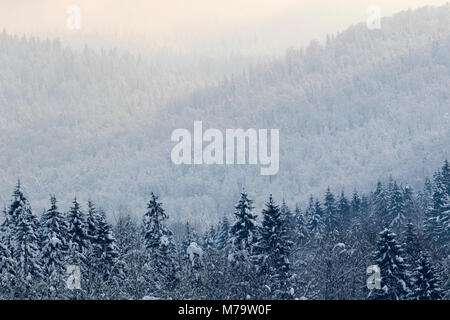 Wald im Schnee bei Sonnenuntergang, Berge von Gorski kotar, Kroatien Stockfoto