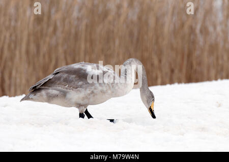 Singschwan (Cygnus Cygnus) Junge, Japan Stockfoto