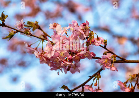 Leuchtend rosa Pflaume Blüten füllen die Bäume Ende Februar in Japan. Pflaumen sind eine der ersten Obstbäume in Japan zu blühen, die Signalisierung der kommenden spr Stockfoto