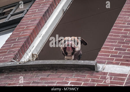 Ein Hund mit seinem Kopf außerhalb des Fensters Stockfoto