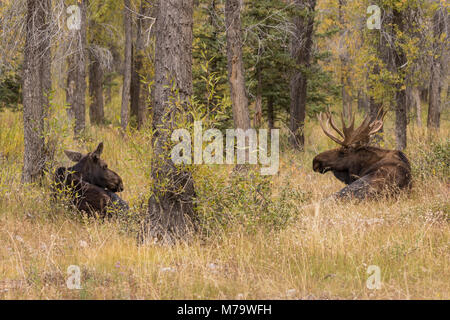 Stier und Kuh Shiras Elch im Herbst Rut in Wyoming Stockfoto