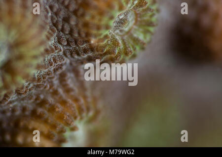 Coral polyp fotografiert mit einem smc als Bestandteil eines fotografischen Projektes. Stockfoto