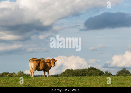 Blonde d'Aquitaine Kuh in einer Wiese und Blick in die Kamera in der Dordogne in Frankreich. Stockfoto