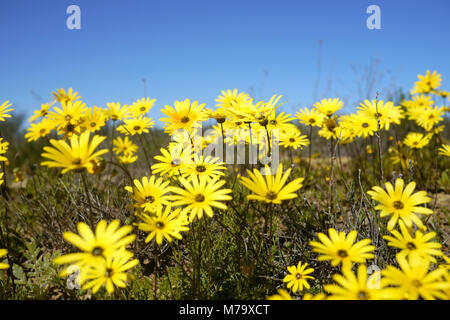 Helle gelbe Blumen in einem Feld Stockfoto