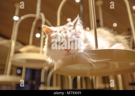 Türkisch Angora Katze, langes Fell Rasse der Hauskatze von weißer Farbe. Stockfoto