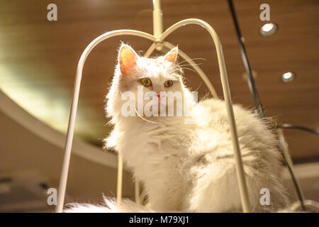 Reinrassige weiße Türkisch Angora Katze mit langen Fell in seinen Korb sitzen. Stockfoto